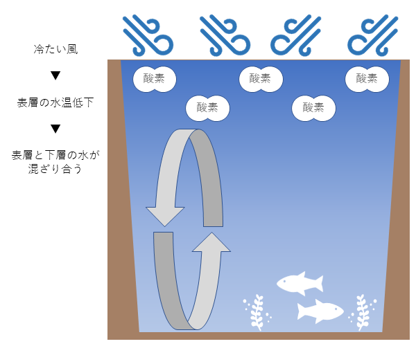 「琵琶湖の深呼吸」全層循環