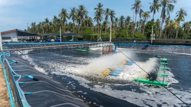 Shrimp farm KTn Farm in Thailand