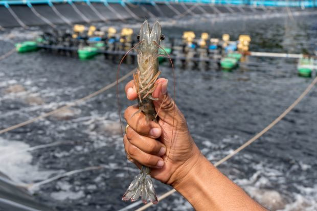 Farmed and grown shrimp