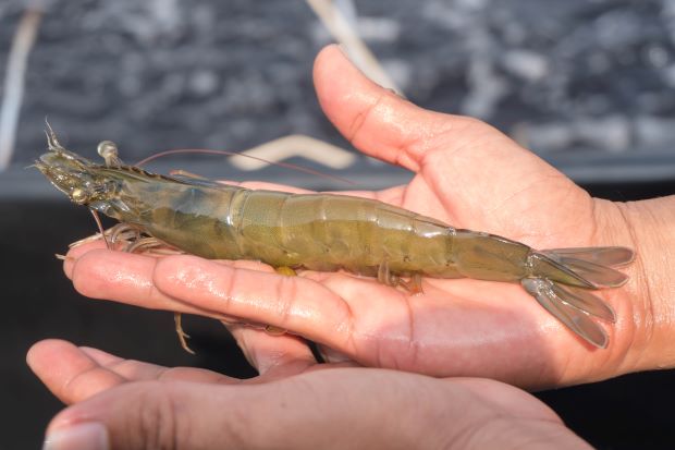 Greatly grown shrimp