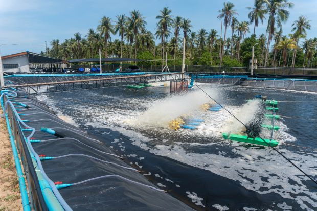 Shrimp farm landscape