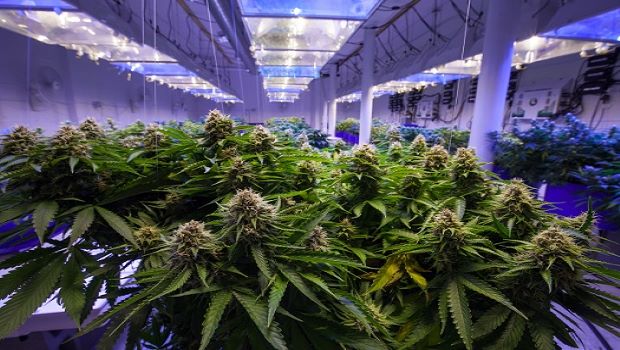 Medical Marijuana farms
