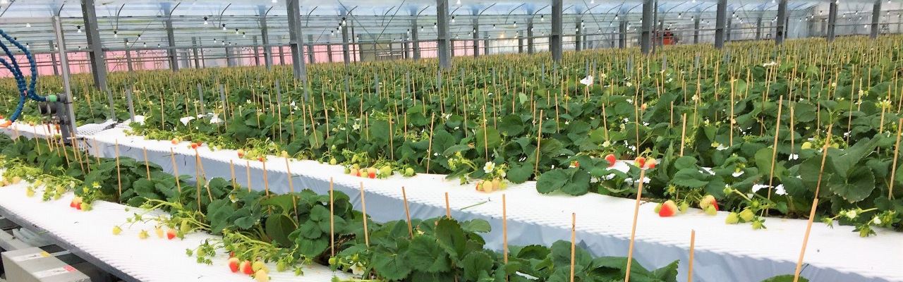 Strawberry cultivation facility and mobile cultivation device