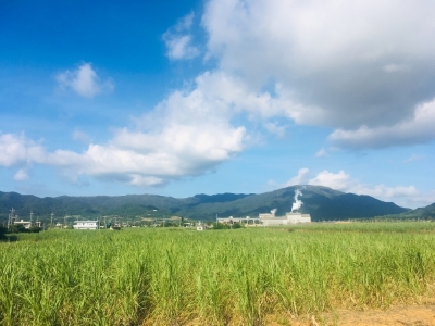 サトウキビ畑全景