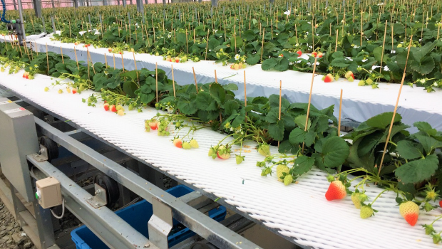 イチゴ栽培装置の稼働状況を遠隔監視<br>
ヤンマーグリーンシステム 様