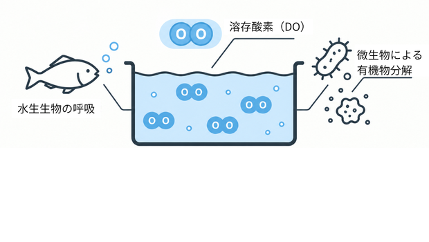 水中の溶存酸素が水生生物の呼吸と微生物による有機物分解に利用される様子