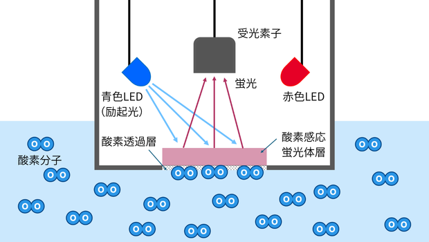 蛍光式溶存酸素センサーで青色LEDの励起光を蛍光体層に照射し、発生した蛍光を受光素子で検出する原理図